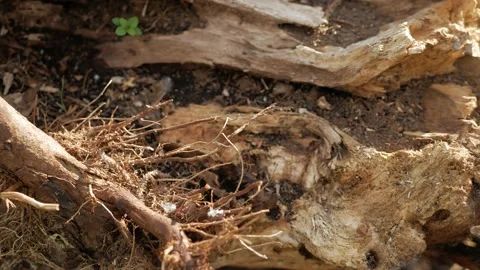 Broken tree. Destroyed tree, roots of a fallen tree from the storm. Stock Footage 153330171