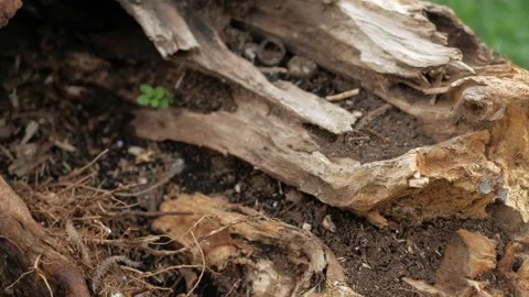 Broken tree. Destroyed tree, roots of a fallen tree from the storm. Stock Footage 153330172