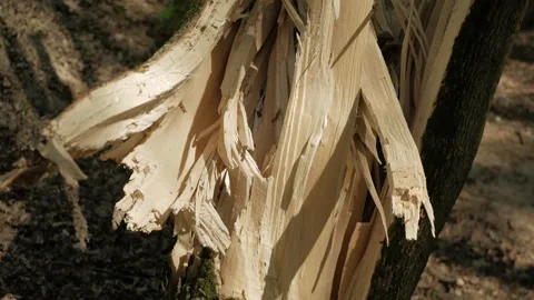 Broken tree. Destroyed tree, roots of a fallen tree from the storm. Stock Footage 153330176