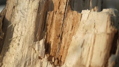 Broken tree. Destroyed tree, roots of a fallen tree from the storm. Stock Footage 153330179