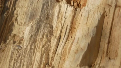 Broken tree. Destroyed tree, roots of a fallen tree from the storm. Stock Footage 153330184