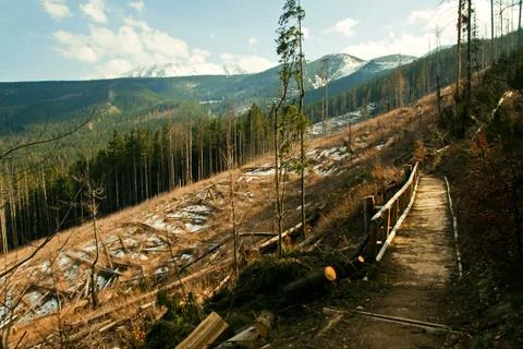 Broken tree destruction wind disaster in forest Stock Photos