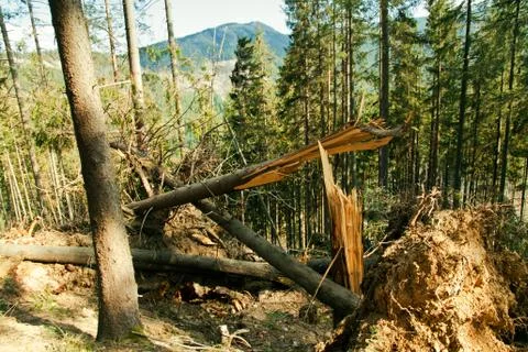 Broken tree destruction wind disaster in forest Foto stock