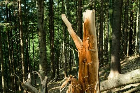 Broken tree destruction wind disaster in forest Stock Photos