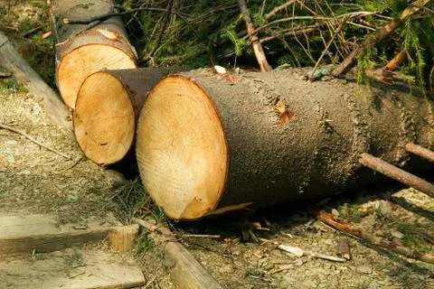 Broken tree destruction wind disaster in forest Stock Photos