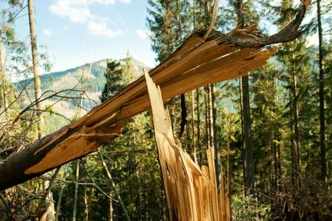 Broken tree destruction wind disaster in forest Foto stock