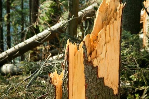 Broken tree destruction wind disaster in forest Stock Photos