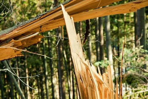 Broken tree destruction wind disaster in forest Stock Photos
