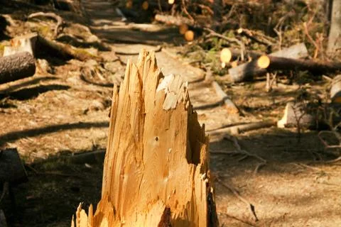 Broken tree destruction wind disaster in forest Stock Photos