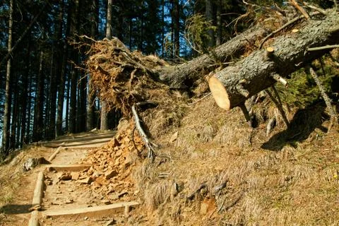 Broken tree destruction wind disaster in forest Stock Photos