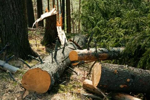 Broken tree destruction wind disaster in forest Stock Photos