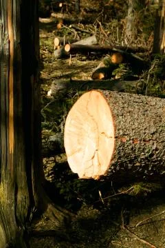 Broken tree destruction wind disaster in forest Stock Photos