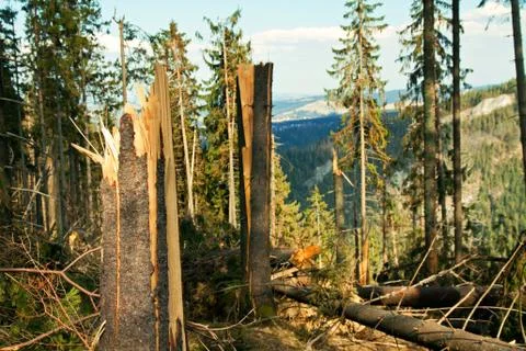 Broken tree destruction wind disaster in forest Foto stock