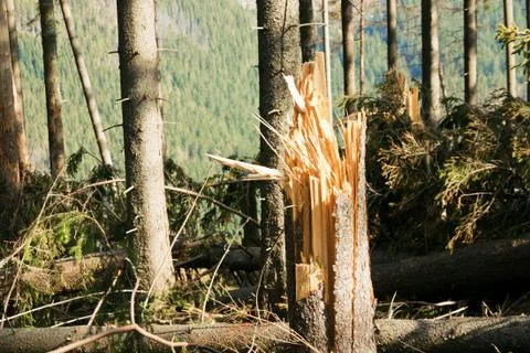 Broken tree destruction wind disaster in forest Foto stock