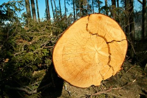 Broken tree destruction wind disaster in forest Stock Photos