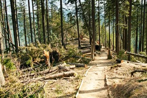 Broken tree destruction wind disaster in forest Stock Photos
