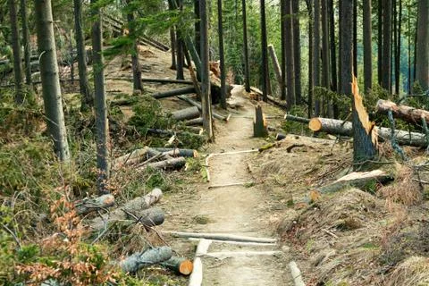 Broken tree destruction wind disaster in forest Foto stock