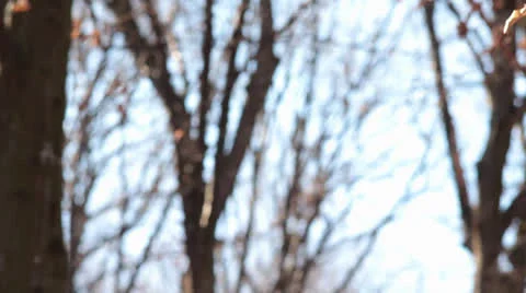 Broken tree detail, tilt down Video stock 23682841