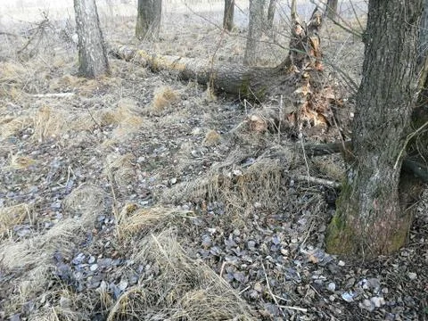 The broken tree down Stock Photos