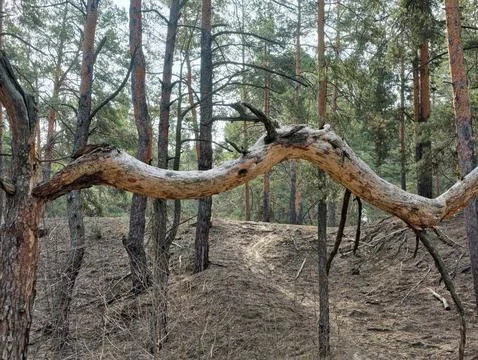 Broken tree with a dramatic snake-shaped branch winding through forest foliag Stock-Fotos