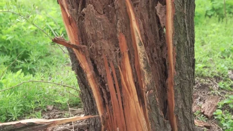 Broken tree during a hurricane. Consequences of a natural disaster. Stock Footage 186937250