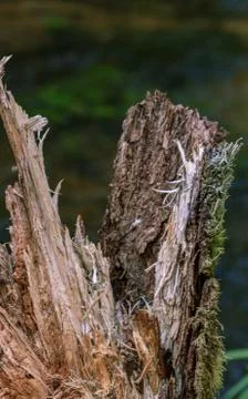 Broken tree end after storm in forest Stock Photos