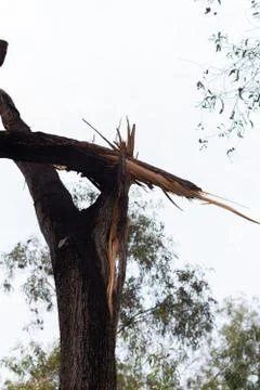 Broken tree fall down after heavy storm at Thailand Stock-Fotos