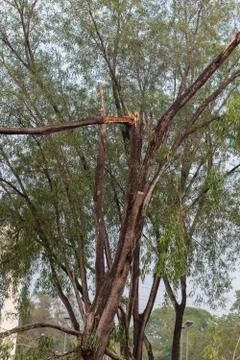 Broken tree fall down after heavy storm at Thailand Stock Photos