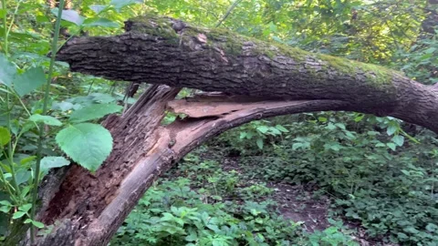 A broken tree that fell in the forest after a strong hurricane. Stock Footage 244113152