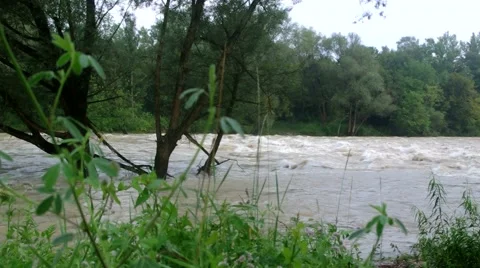 Broken tree in flooded waters 스톡 동영상 40615024
