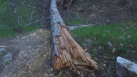 Broken tree in foliage Stock Footage 73436912