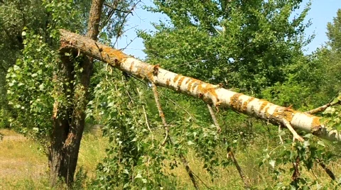 Broken tree Stock Footage 711713