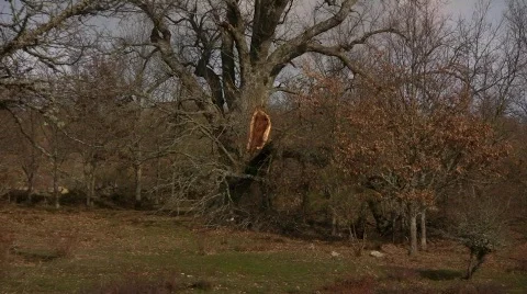 Broken Tree 库存影片 725719