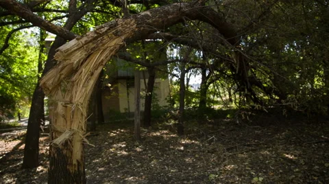Broken Tree Stock Footage 42051827