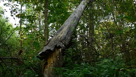 Broken tree Stock Footage 115985872