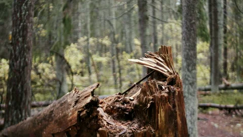 Broken tree Stock Footage 233096661