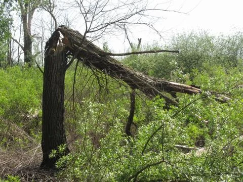 Broken tree in the forest after lightning Stock Photos