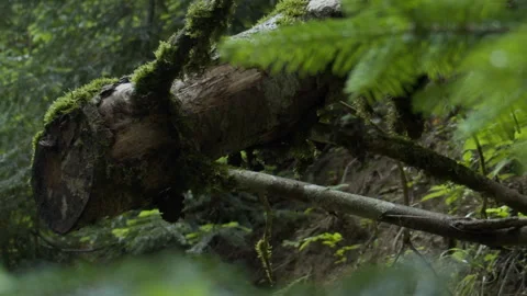 Broken tree in forest after storm Stock Footage