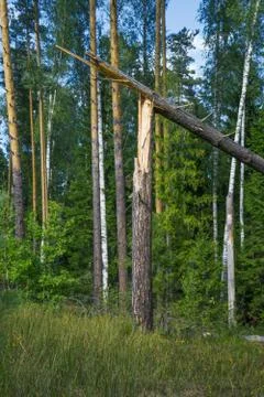 Broken tree in the forest after storm Stock Photos