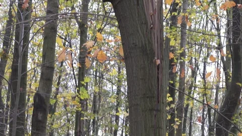 Broken tree in forest after strong wind and thunderstorm, vertical panning Stock Footage 339009671
