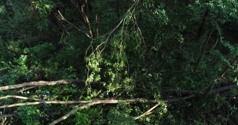 Broken tree in forest after super typhoon Mangkhut in China Stock Footage 148256940