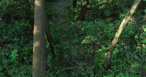 Broken tree in forest after super typhoon Mangkhut in China Stock Footage 148477851
