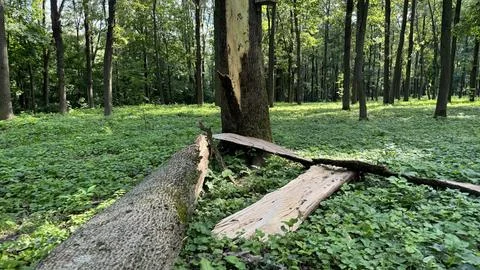 Broken tree in the forest after thunderstorm Stock Photos