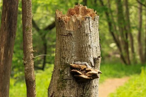Broken tree in the forest - Bogstad Stock Photos