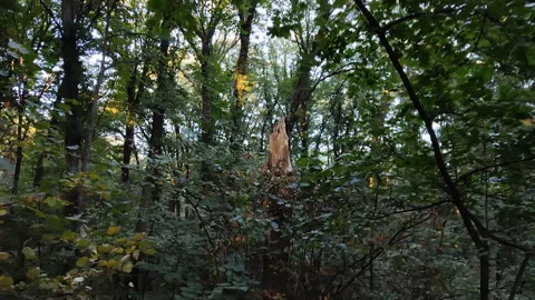 A Broken Tree In The Forest Stock Footage 140474098