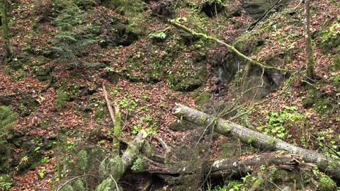 Broken tree in a forest glade Stock Footage 97846997