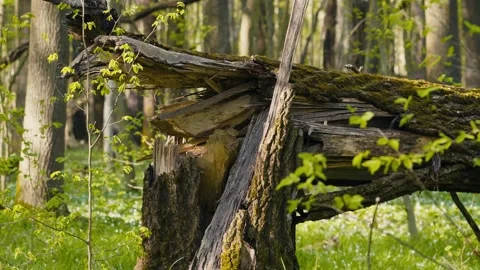 Broken Tree in the Forest with Green Lawn and Spring Flowers on a Sunny Day Stock Footage 316292597