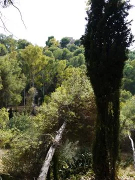 Broken Tree in the forest of Málaga Stock Photos