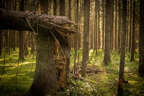 Broken tree in forest near Minsk, Belarus Stock Photos