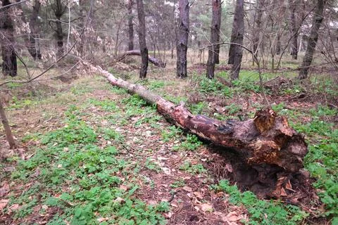 Broken tree in the forest. Old trees of natural stand in summer with broken o Stock Photos